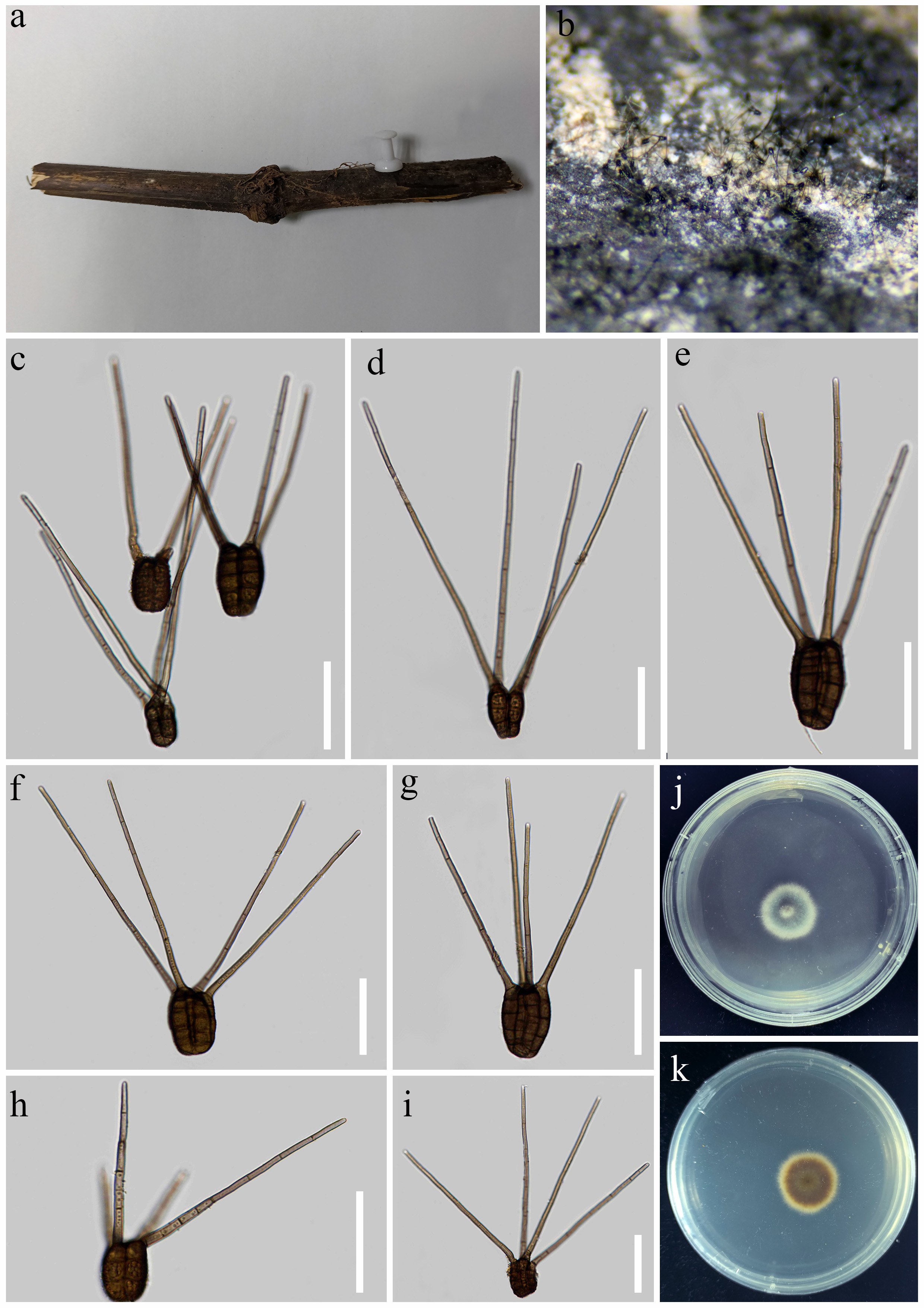 Figure 17